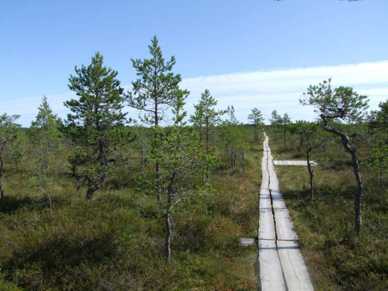 Moorwanderweg bei Palmse