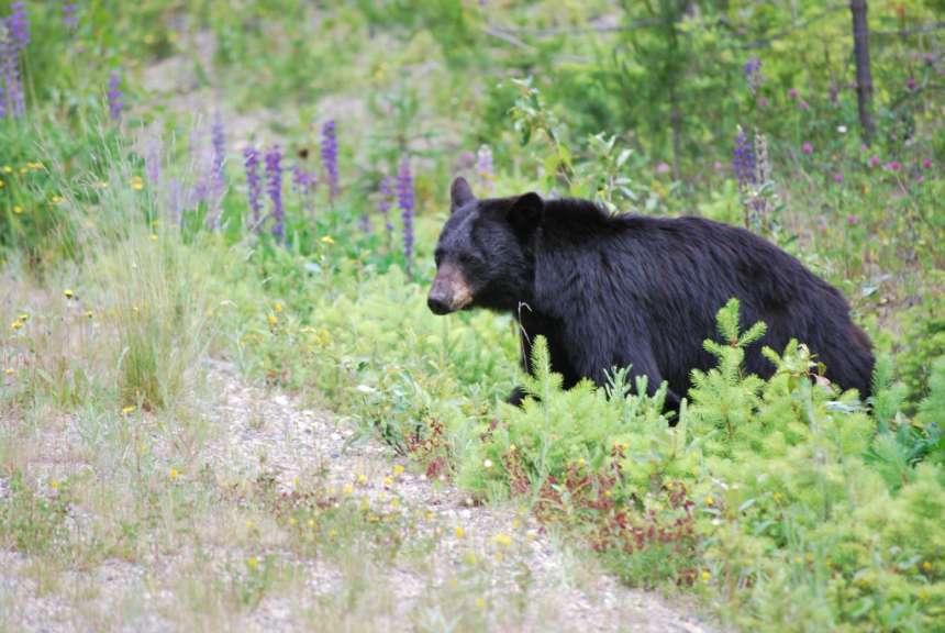 Ein schwarzer Bär steht auf einem Feld