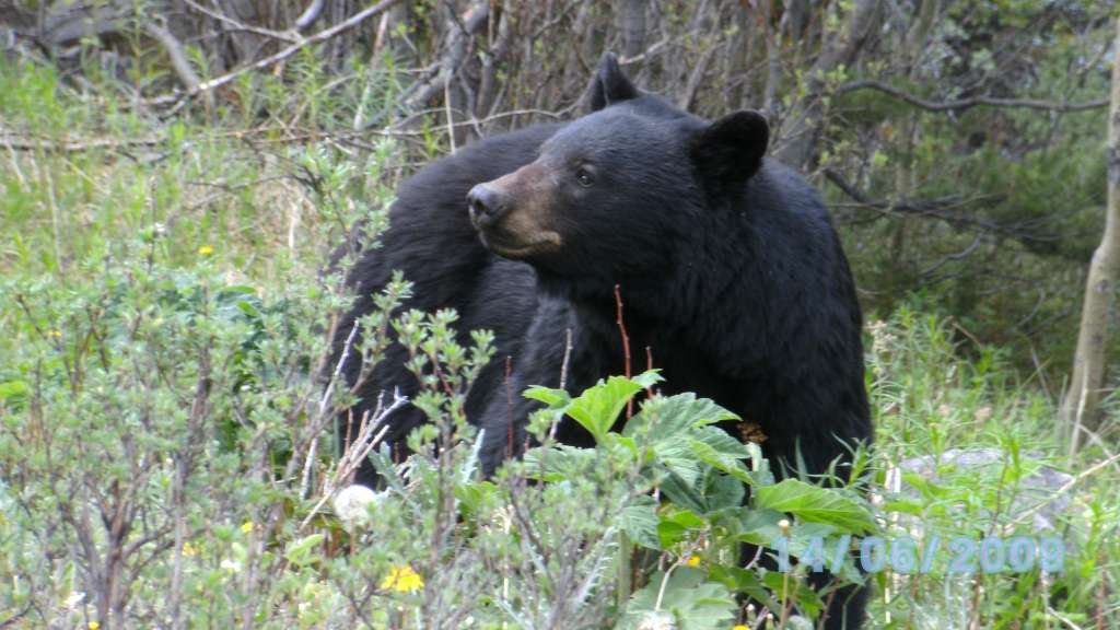 Schwarzbär am Wegrand