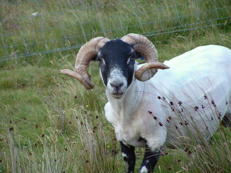 Ein schwarz-weißes Schaf mit großen Hörnern steht in einem Feld