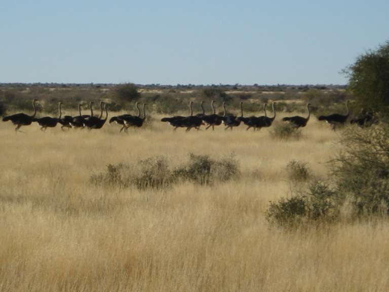 Straußenherde in der Kalahari