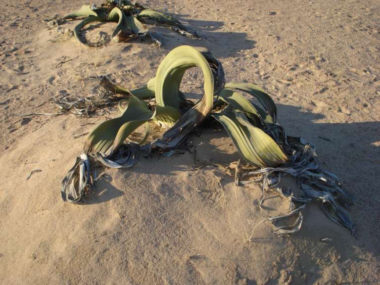 Welwitschias