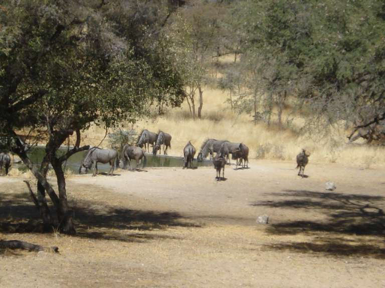 Gnus am Wasserloch von Epako