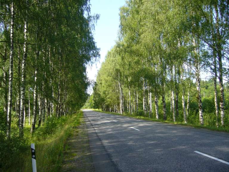 Birkenallee auf der Fahrt von Tallinn nach Dikli