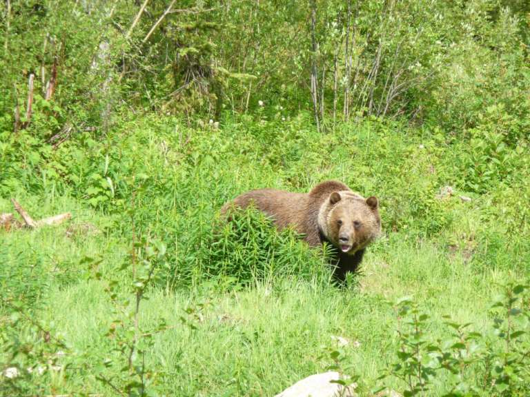 Grizzly
