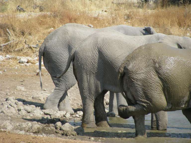 Etosha - Elefantenballett
