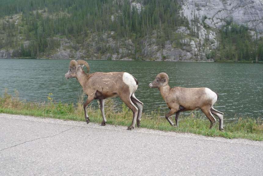 Dickhornschafe in den Rockies