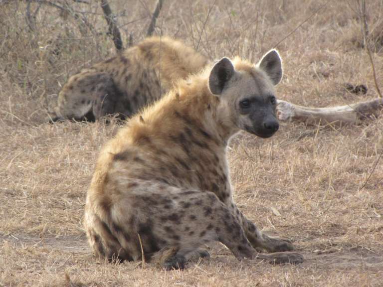 Eine Hyena sitzt im Gras und schaut in die Kamera