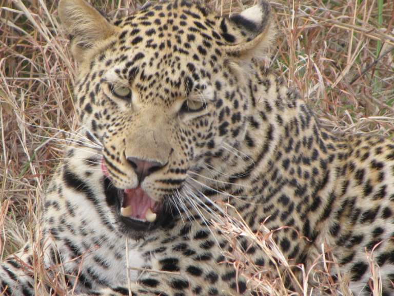 Nahaufnahme eines Leoparden mit offenem Maul