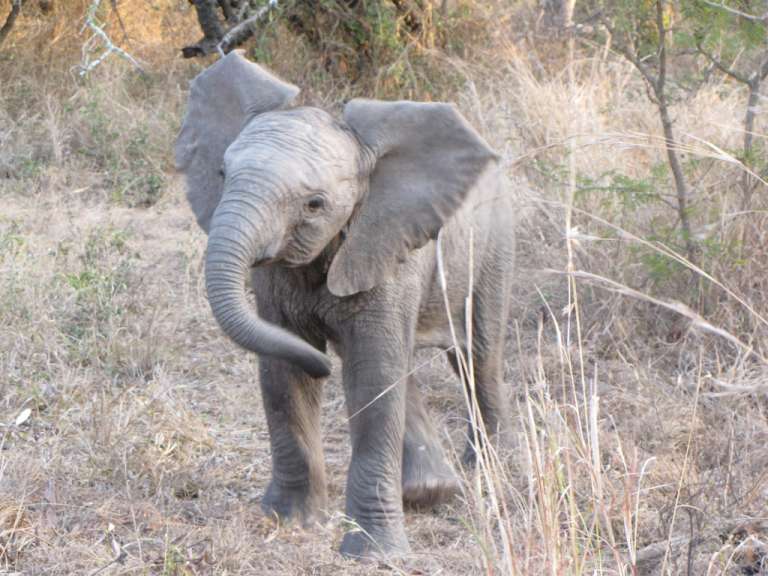 Ein Baby-Elefant steht im Gras und schaut in die Kamera