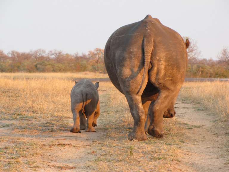 Ein kleines Nashorn geht neben einem großen Nashorn spazieren