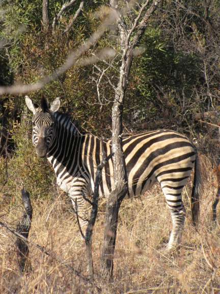 Ein Zebra steht neben einem Baum in einem Feld