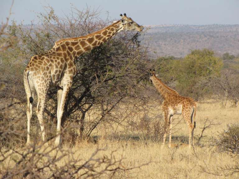 Zwei Giraffen stehen nebeneinander und essen Blätter aus einem Baum
