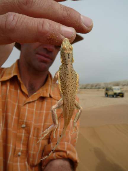 Living Desert Tour - Swakopmund