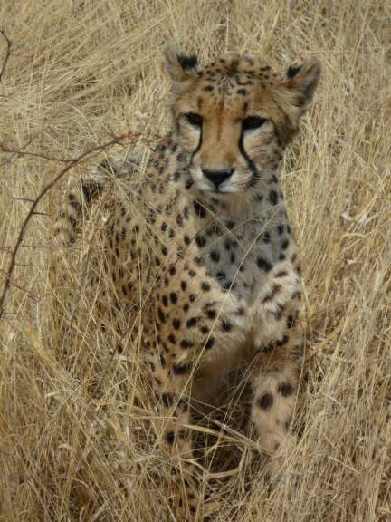 Cheetah Conservation Found