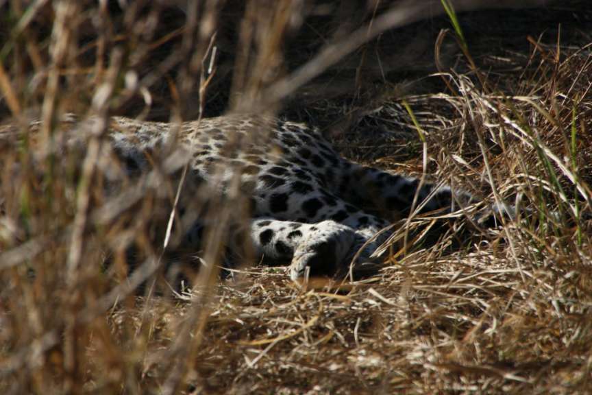 Leopard