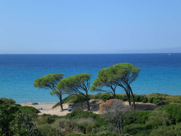 Ein Strand mit Bäumen und einem blauen Ozean im Hintergrund