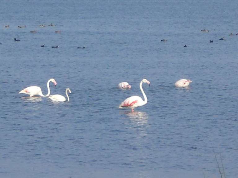 Eine Gruppe von Flamingos schwimmt im Wasser