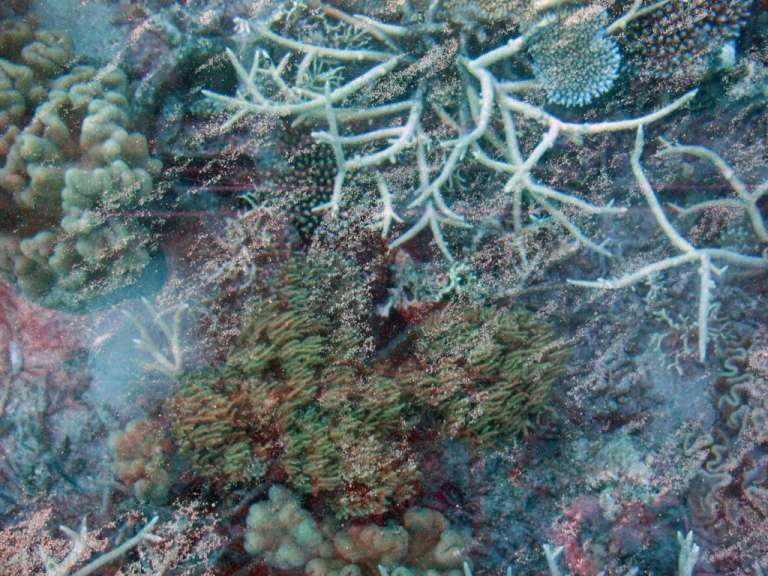 Grat Barrier Reef