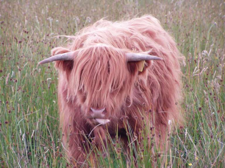 Highland Rind