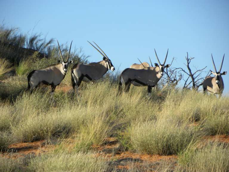 Oryx-Antilopen in der Kalahari