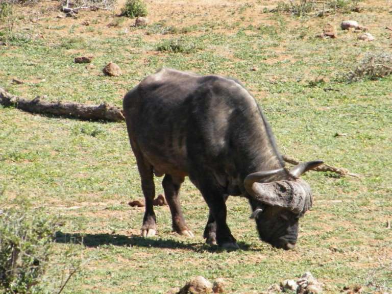 Buffalo