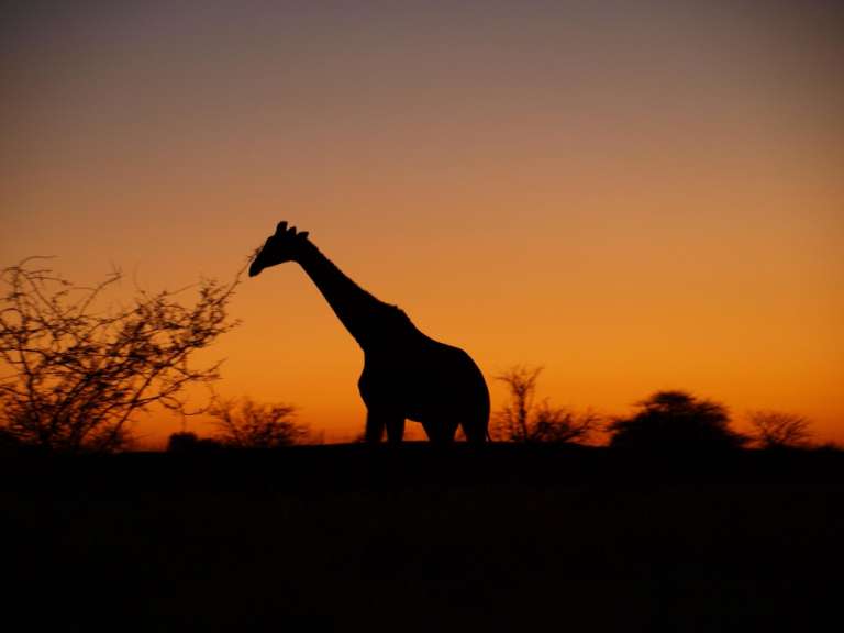 Giraffe in der Abendsonne