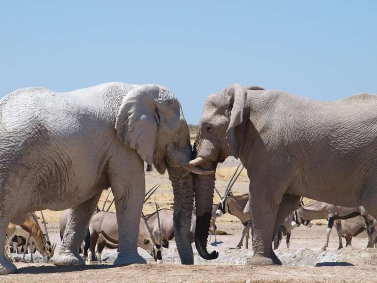 Elefanten am Wasserloch (Etosha)