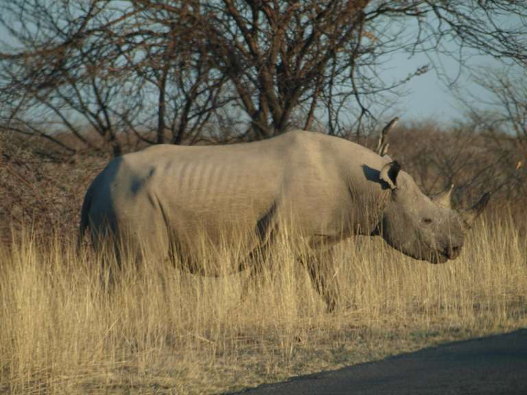 Nashorn kreuzt die Strasse (Etosha)