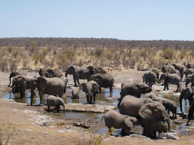 Elefanten am Wasserloch (Etosha)