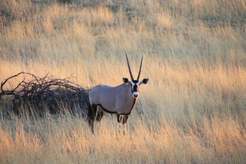 Oryx in der Kalahari