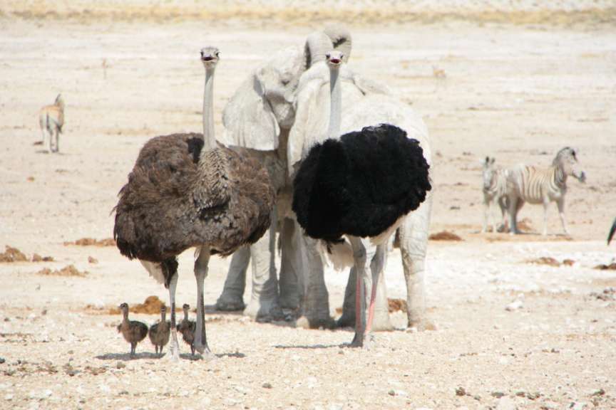 Straussenfamilie
