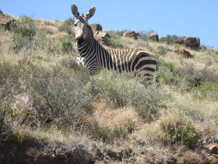 Mountain Zebra National Park