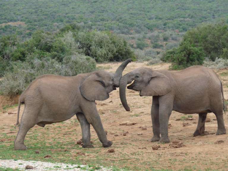 Addo Elefant Park