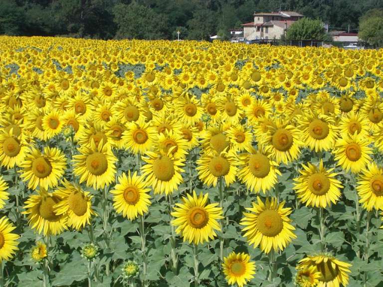 Ein Feld voller Sonnenblumen mit einem Gebäude im Hintergrund