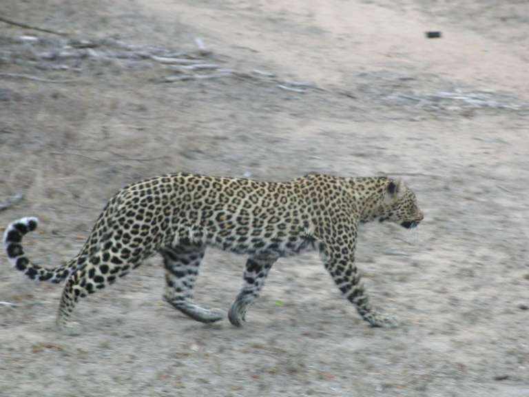 Sabie Sands
