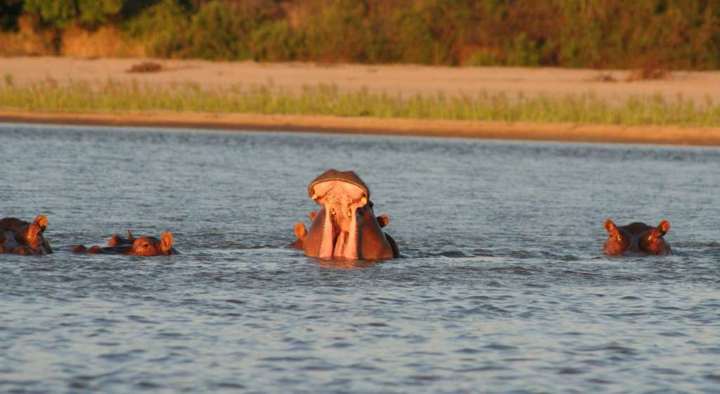 Hippos...