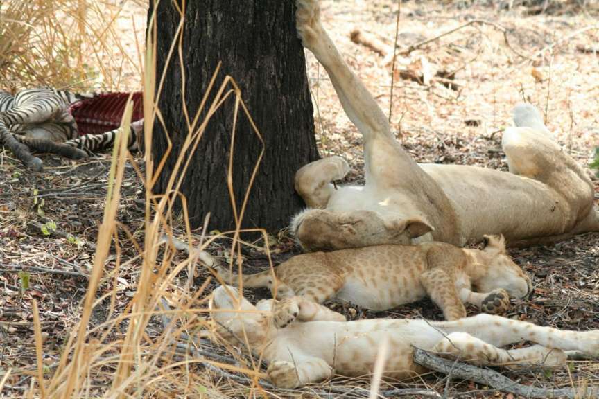 Löwenfamilie mit Beute im Selous Reserve
