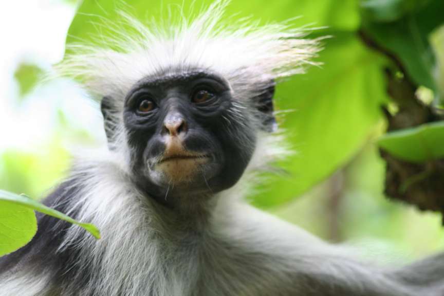 Red Colobus Affen im Jozani Forest