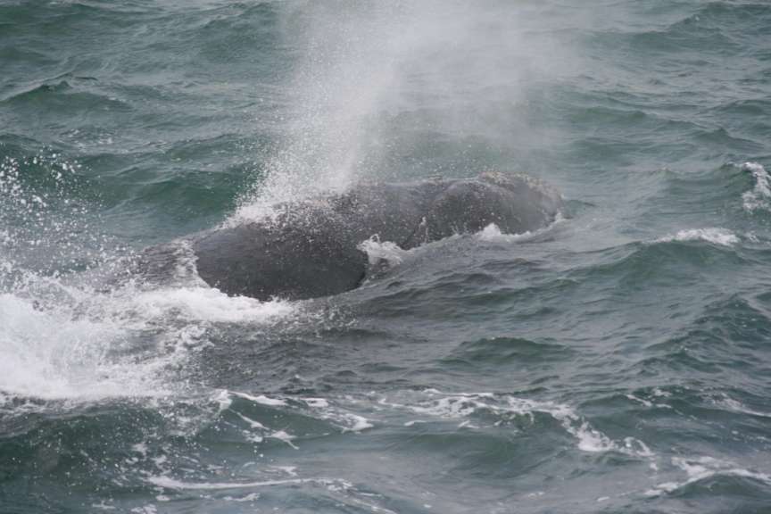Wal in Hermanus