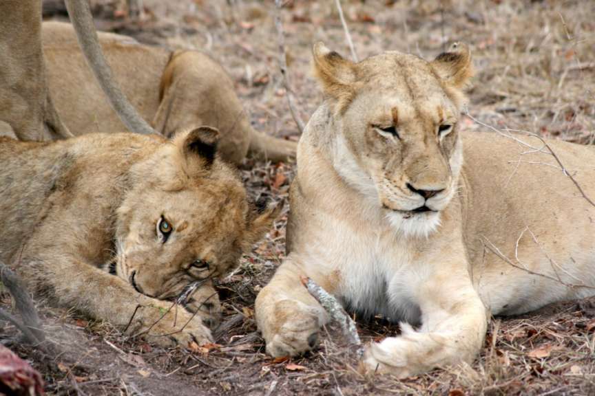 Löwen in Sabie Sands