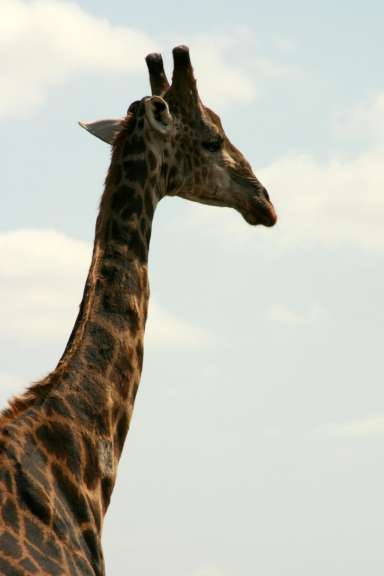 Giraffe im Kruger NP
