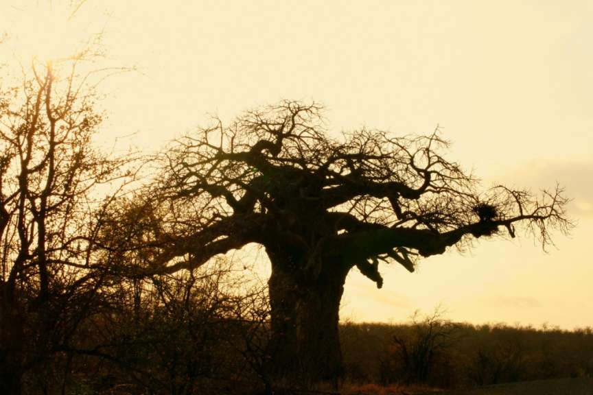 Baobab im Kruger NP