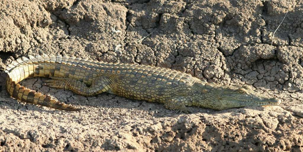 Bootstour auf dem Rufiji River