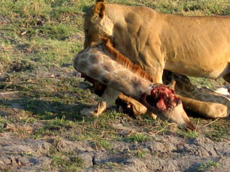 Löwin mit Beute im Chobe NP