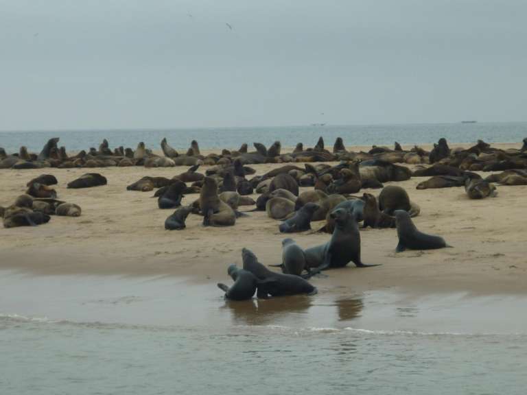 Walvis Bay - Robben so weit das Auge reicht