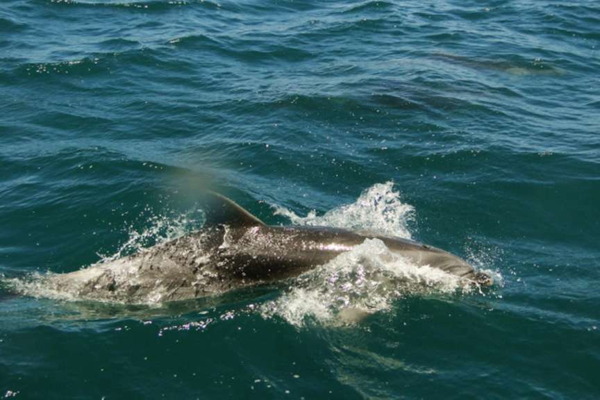 Delfin