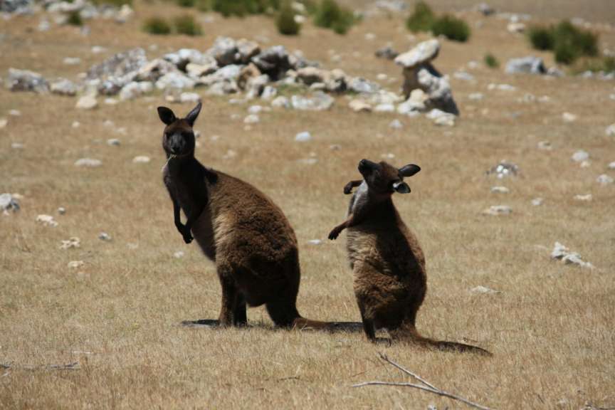 Kangaroos auf Kangaroo Island