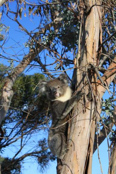 Koala