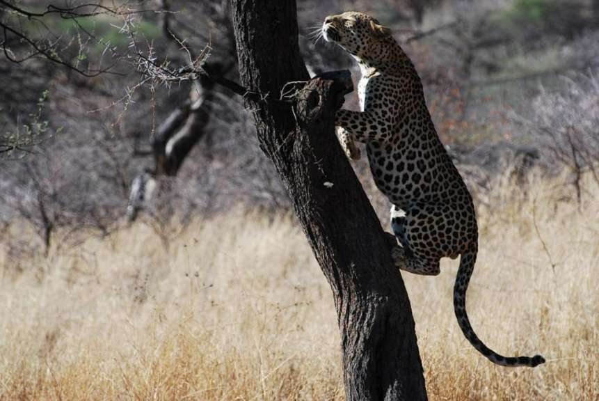 Leopard in Düsternbrook